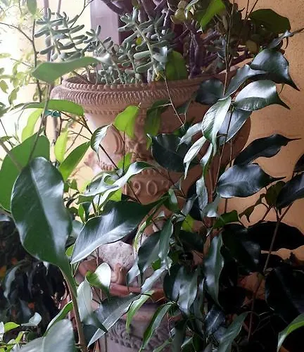 דירה Casa Marin Marais